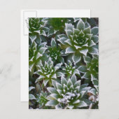 鶏と雛は早霜で肉汁を取る ポストカード (正面/裏面)