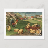 鶏と雛 ポストカード (正面)