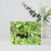 鶏と鶏のポストカード ポストカード (スタンド正面)