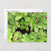 鶏と鶏のポストカード ポストカード (正面/裏面)