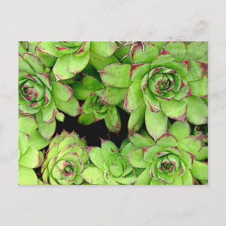 鶏と鶏のポストカード ポストカード