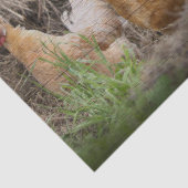 鶏と鶏 薄葉紙 (詳細)