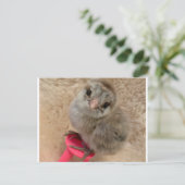 鶏のようなポーズを取る ポストカード (スタンド正面)