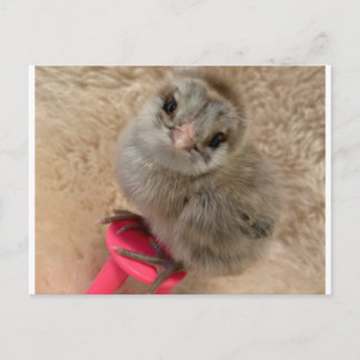 鶏のようなポーズを取る ポストカード