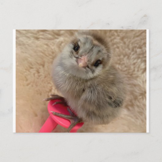 鶏のようなポーズを取る ポストカード (正面)