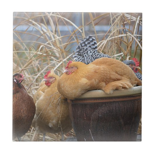 鶏のタイル タイル (正面)