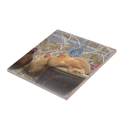 鶏のタイル タイル (側面)