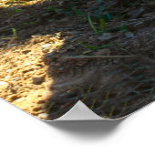 鶏のポスター ポスター (角)