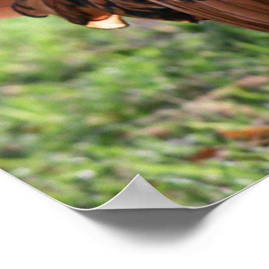 「鶏の光」 ポスター (角)