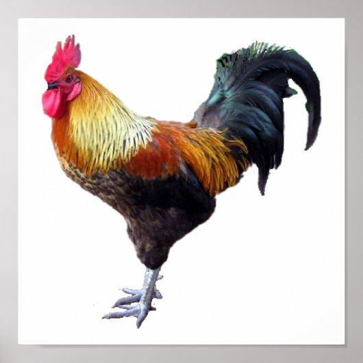 鶏の平原 ポスター (正面)