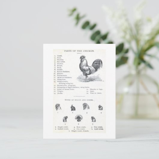 鶏の部品 ポストカード (スタンド正面)