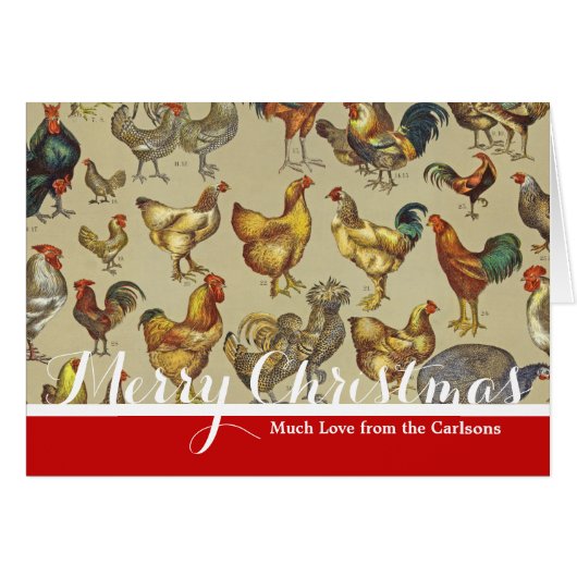 鶏の鶏の養殖田舎の動物 (正面横)