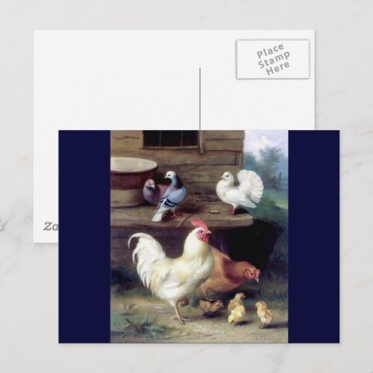 鶏の鶏の鳩 ポストカード (正面/裏面)
