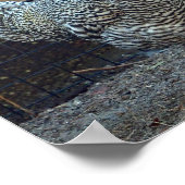 鶏の黒と白の鶏の写真 ポスター (角)