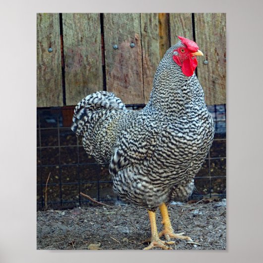 鶏の黒と白の鶏の写真 ポスター (正面)
