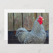 鶏の黒と白の鶏の写真 ポストカード (正面/裏面)