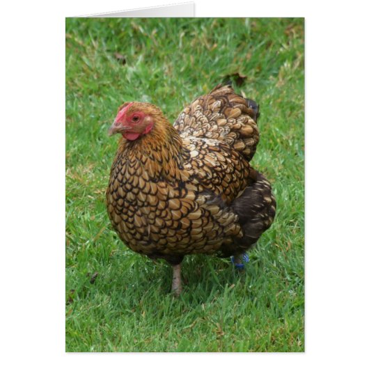 鶏カード (正面)