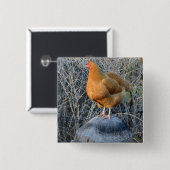 鶏ボタン 缶バッジ (正面&裏面)