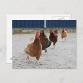 鶏ランニングのはがき ポストカード (正面/裏面)
