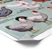 鶏ヴィンテージブックページ ポスター (角)