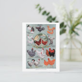 鶏ヴィンテージブックページ ポストカード (スタンド正面)