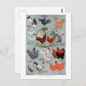 鶏ヴィンテージブックページ ポストカード (正面/裏面)