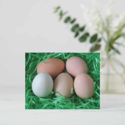 鶏卵 ポストカード (スタンド正面)