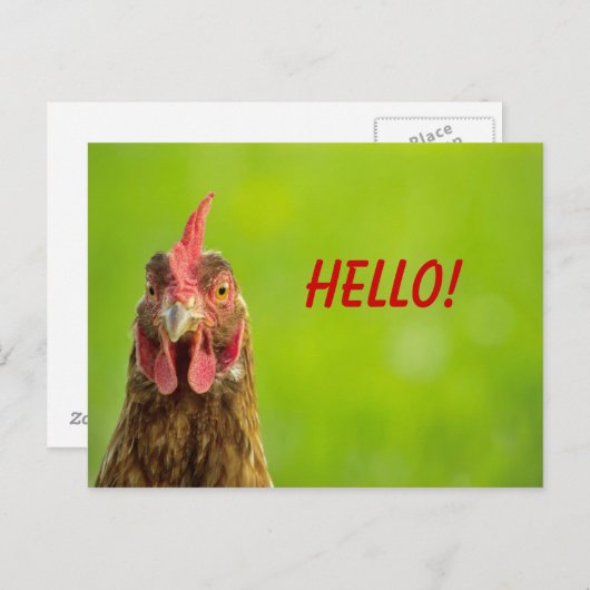 鶏-こんにちは郵便はがき ポストカード (正面/裏面)