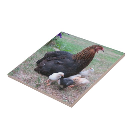 鶏，ひよこ，鶏，雛，動物，鳥。 タイル (側面)