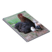 鶏，ひよこ，鶏，雛，動物，鳥。 ノートブック (右側)