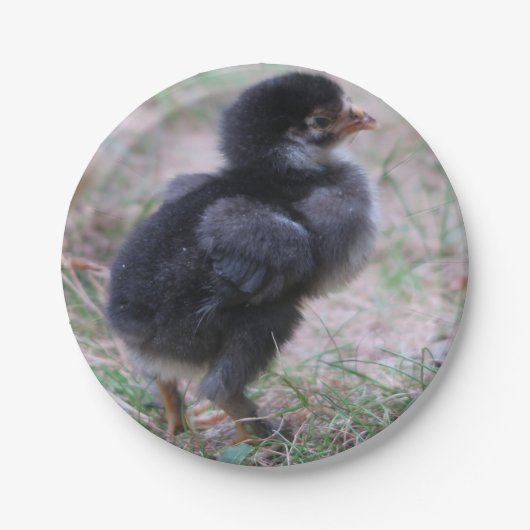 鶏，ひよこ，鶏，雛，動物，鳥。 ペーパープレート (正面)