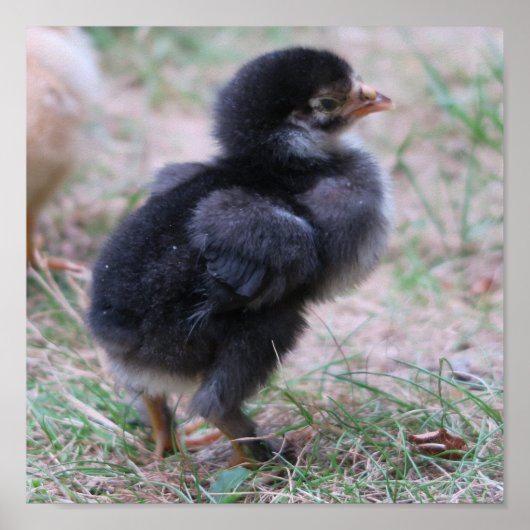 鶏，ひよこ，鶏，雛，動物，鳥。 ポスター (正面)