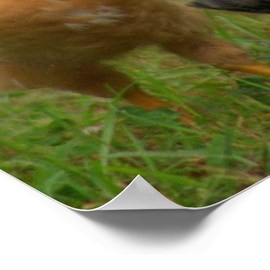 鶏 ポスター (角)