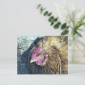 鶏 ポストカード (スタンド正面)