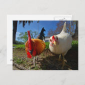 鶏 ポストカード (正面/裏面)