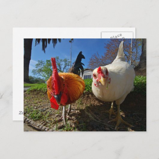 鶏 ポストカード (正面/裏面)