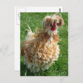 鶏 ポストカード (正面/裏面)