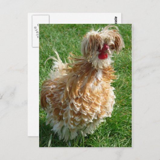 鶏 ポストカード (正面/裏面)