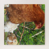 鶏，動物，雛，鳥，農場，かわいい，パズル ジグソーパズル (横)