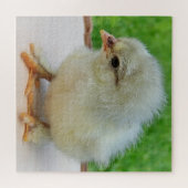 鶏，動物，雛，鳥，農場，かわいい，パズル ジグソーパズル (横)
