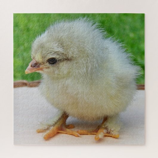 鶏，動物，雛，鳥，農場，かわいい，パズル ジグソーパズル (縦)