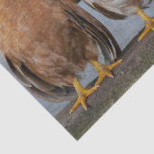 鶏 薄葉紙 (詳細)