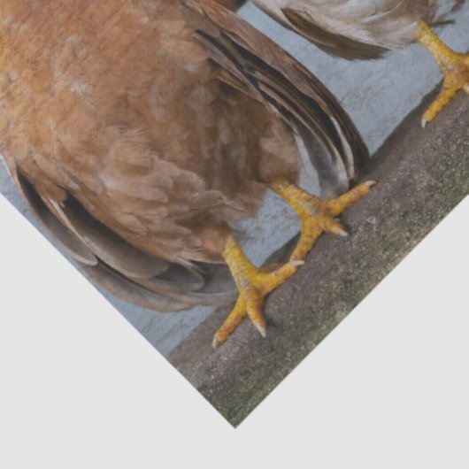 鶏 薄葉紙 (詳細)