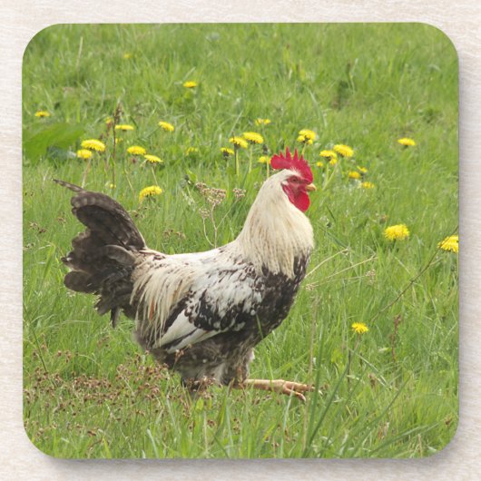 鶏，鶏，動物，鳥，農場，農業 コースター (正面)