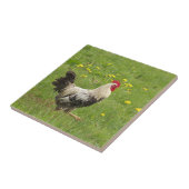 鶏,鶏,動物,鳥,農場,農業 タイル (側面)