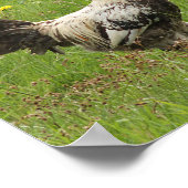 鶏，鶏，動物，鳥，農場，農業 ポスター (角)