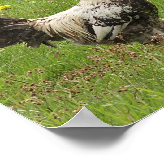 鶏，鶏，動物，鳥，農場，農業 ポスター (角)