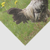 鶏，鶏，動物，鳥，農場，農業 薄葉紙 (詳細)