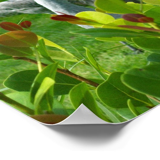 鶴の鳥写真 ポスター (角)