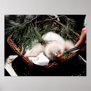 鷲のフクロウは食べ物を与えの時に雛を鳴らす ポスター